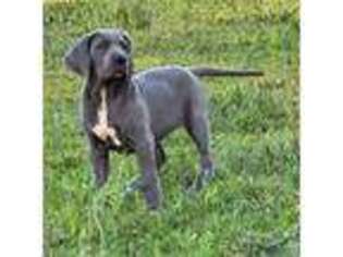 Great Dane Puppy for sale in Owatonna, MN, USA