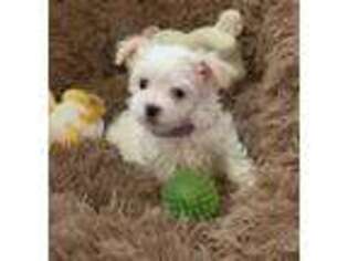 Maltese Puppy for sale in Sacramento, CA, USA