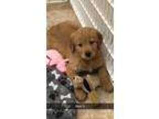 Golden Retriever Puppy for sale in Earling, IA, USA