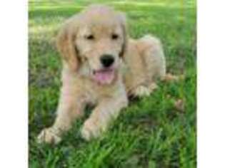 Golden Retriever Puppy for sale in Siloam Springs, AR, USA