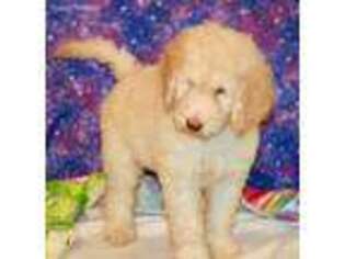 Goldendoodle Puppy for sale in Pittsburg, KS, USA