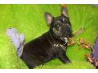 French Bulldog Puppy for sale in Bristol, WI, USA