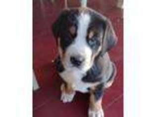 Greater Swiss Mountain Dog Puppy for sale in Jonestown, PA, USA