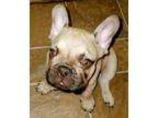 French Bulldog Puppy for sale in Mountain View, AR, USA