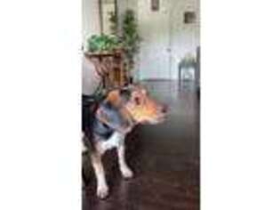 Beagle Puppy for sale in Sherman Oaks, CA, USA