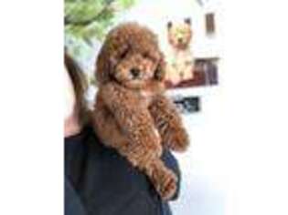 Cock-A-Poo Puppy for sale in Gurnee, IL, USA