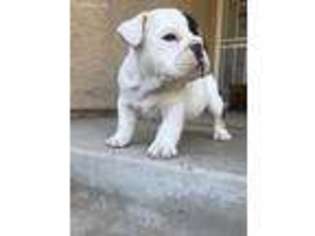 Bulldog Puppy for sale in La Mesa, CA, USA