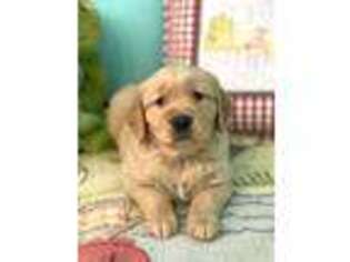 Golden Retriever Puppy for sale in Red House, WV, USA
