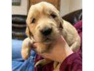 Golden Retriever Puppy for sale in Columbia, MO, USA