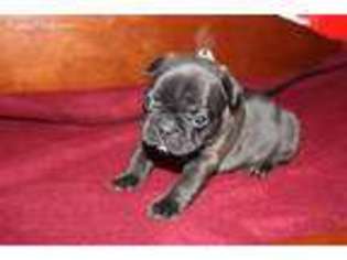 French Bulldog Puppy for sale in Riverdale, CA, USA