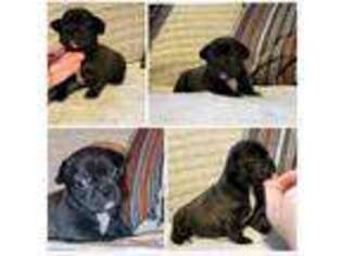 French Bulldog Puppy for sale in Camden, SC, USA