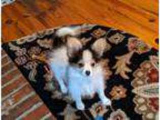 Papillon Puppy for sale in Blythewood, SC, USA