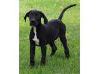 Great Dane Puppy for sale in Bethany, WV, USA
