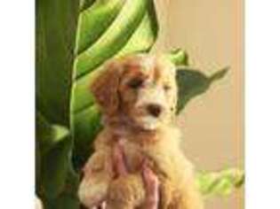 Goldendoodle Puppy for sale in Rio Linda, CA, USA
