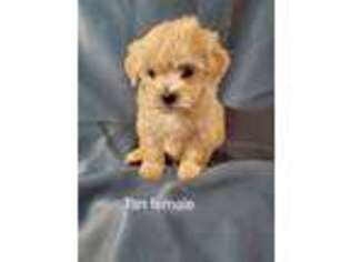 Bichon Frise Puppy for sale in Hampton, VA, USA