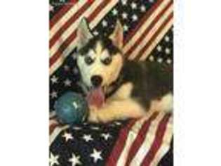 Siberian Husky Puppy for sale in Greenville, MO, USA