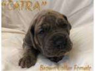 Great Dane Puppy for sale in Grand Junction, CO, USA