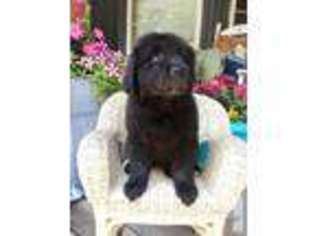 Newfoundland Puppy for sale in SPENCER, IN, USA
