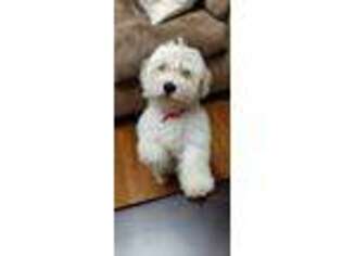 Coton de Tulear Puppy for sale in Woodbridge, VA, USA