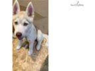 Siberian Husky Puppy for sale in Palm Springs, CA, USA