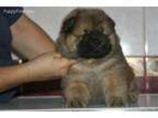 Chow Chow Puppy for sale in Brooklyn, NY, USA