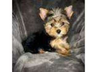 Yorkshire Terrier Puppy for sale in Parsons, TN, USA