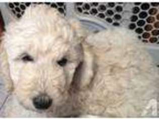 Labradoodle Puppy for sale in TREYNOR, IA, USA