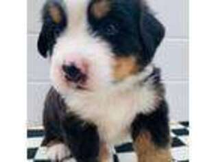 Bernese Mountain Dog Puppy for sale in Terrell, TX, USA