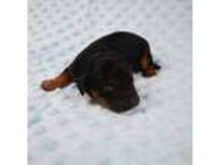 Cavapoo Puppy for sale in Albany, GA, USA