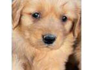Golden Retriever Puppy for sale in Darien, CT, USA