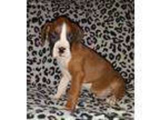 Boxer Puppy for sale in Troupsburg, NY, USA