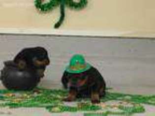 Rottweiler Puppy for sale in New Hampton, NY, USA