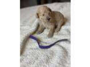 Goldendoodle Puppy for sale in Russell Springs, KY, USA