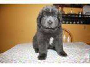 Newfoundland Puppy for sale in BRIDGEPORT, OH, USA