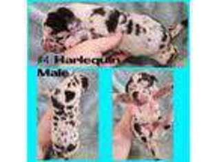 Great Dane Puppy for sale in Kiowa, OK, USA