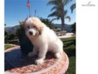 Great Pyrenees Puppy for sale in San Diego, CA, USA