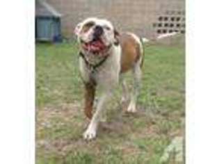 American Bulldog Puppy for sale in SAN ANTONIO, TX, USA