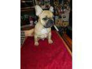 French Bulldog Puppy for sale in Maple Valley, WA, USA