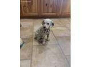 Dalmatian Puppy for sale in Washington Court House, OH, USA