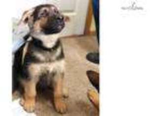German Shepherd Dog Puppy for sale in Bend, OR, USA