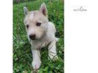 Siberian Husky Puppy for sale in Joplin, MO, USA