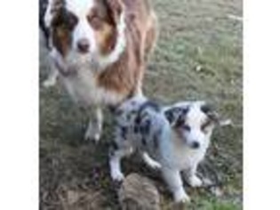 Australian Shepherd Puppy for sale in Downing, MO, USA