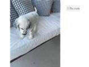 Dalmatian Puppy for sale in Greensboro, NC, USA