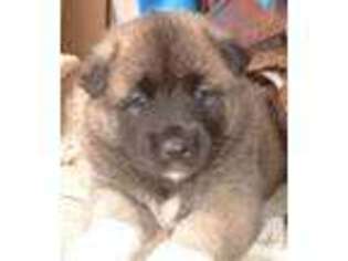 Akita Puppy for sale in SPRING, TX, USA