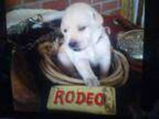 Labrador Retriever Puppy for sale in Bullhead City, AZ, USA
