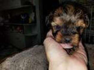 Yorkshire Terrier Puppy for sale in Snow Hill, NC, USA