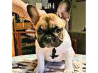 French Bulldog Puppy for sale in Green Bay, WI, USA