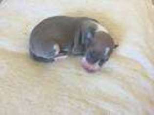 Italian Greyhound Puppy for sale in Harker Heights, TX, USA