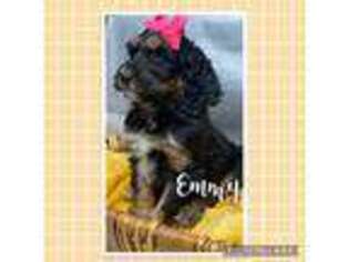 Goldendoodle Puppy for sale in Thomas, OK, USA