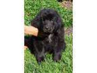 Newfoundland Puppy for sale in Lititz, PA, USA